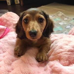 Meet your Posher, Jodie